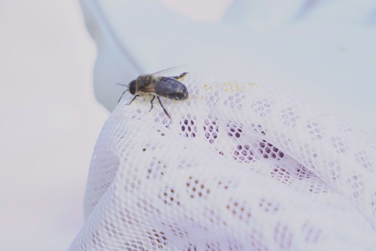 A bee from Filip Šinko Morandini´s hives.JPG